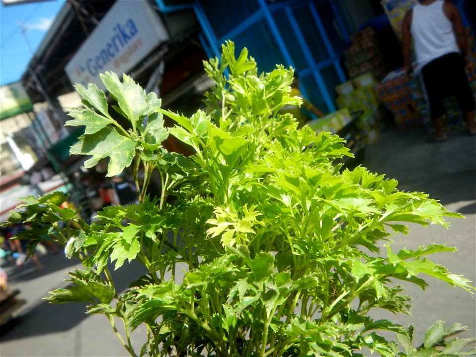 Papua (Polyscias fruticosa) in the Philippines