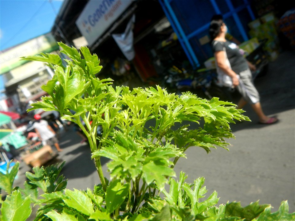Papua (Polyscias fruticosa) in the Philippines