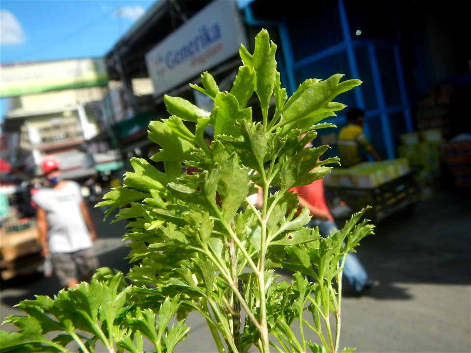 Papua (Polyscias fruticosa) in the Philippines