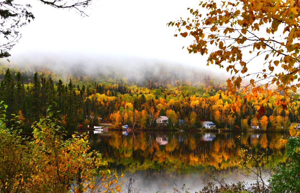 Forest leaves fog