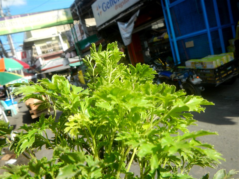 Papua (Polyscias fruticosa) in the Philippines