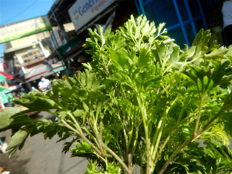 Papua (Polyscias fruticosa) in the Philippines