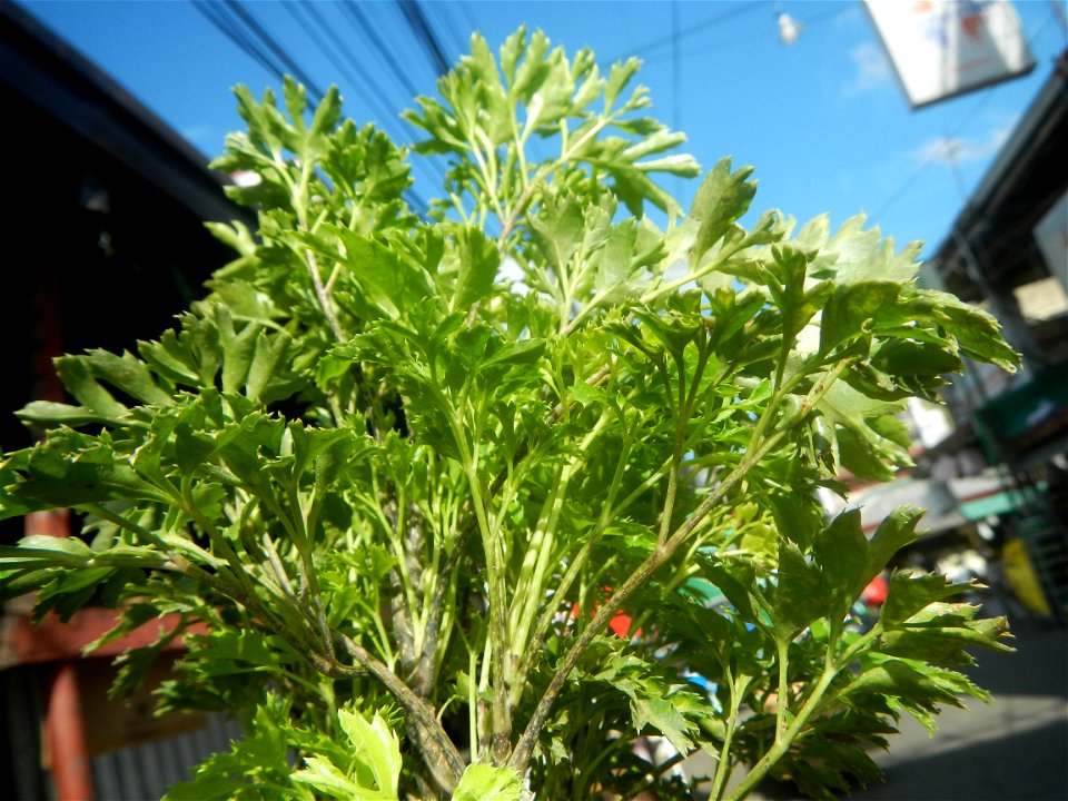 Papua (Polyscias fruticosa) in the Philippines