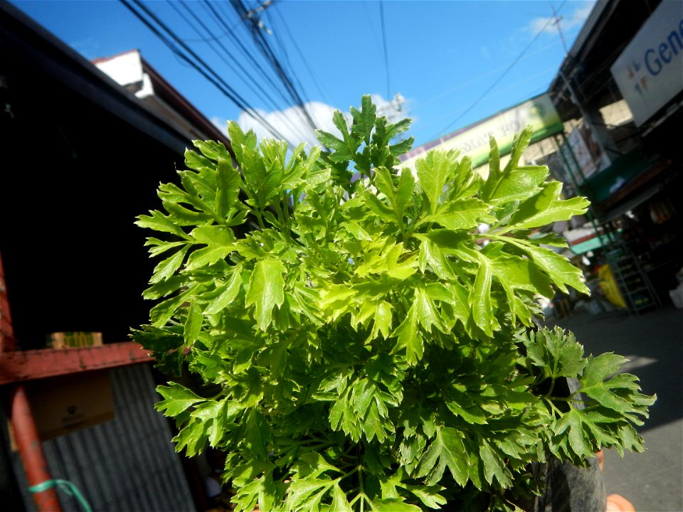 Papua (Polyscias fruticosa) in the Philippines