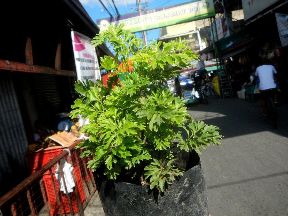 Papua (Polyscias fruticosa) in the Philippines