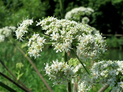 Wiesen-Bärenklau (Heracleum sphondylium) am Staden in Saarbrücken