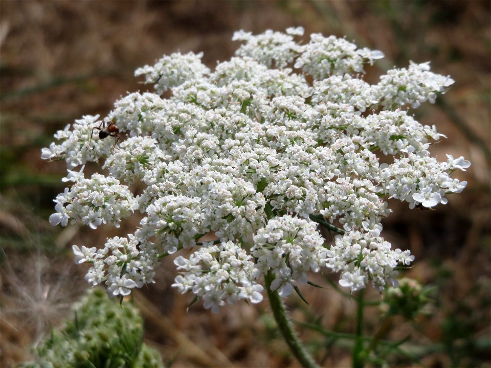 Wiesen-Bärenklau (Heracleum sphondylium) bei Wiesbaden-Nordenstadt