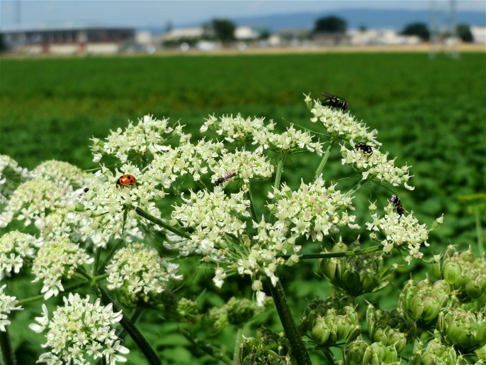 Wiesen-Bärenklau (Heracleum sphondylium) bei Wiesbaden-Nordenstadt