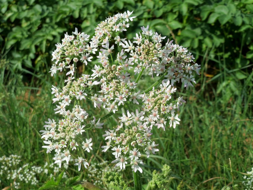 Wiesen-Bärenklau (Heracleum sphondylium) bei Wiesbaden-Nordenstadt