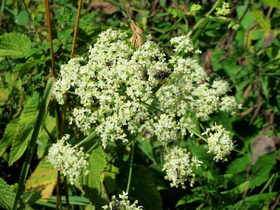 Wiesen-Bärenklau (Heracleum sphondylium) am Schalkenmehrener Maar