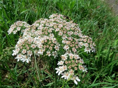 Wiesen-Bärenklau (Heracleum sphondylium) am Schalkenmehrener Maar