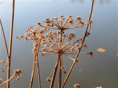 Wiesen-Bärenklau (Heracleum sphondylium) an der Saar in Saarbrücken