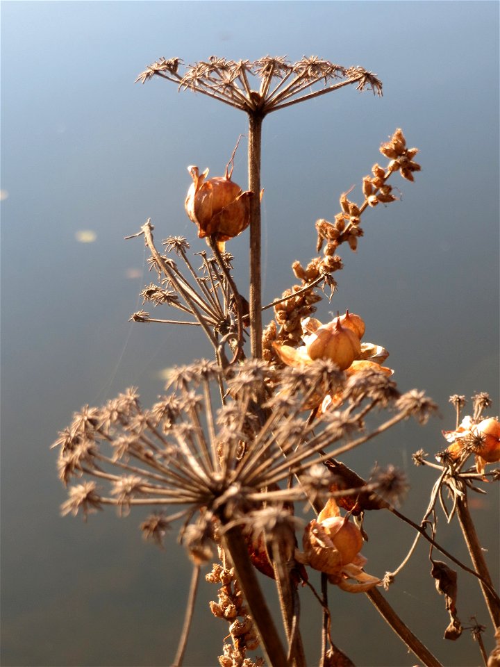 Wiesen-Bärenklau (Heracleum sphondylium) und Echte Zaunwinde (Calystegia sepium) an der Saar in Saarbrücken