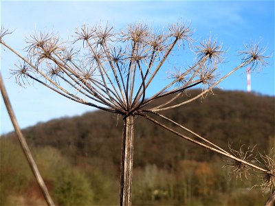 Wiesen-Bärenklau (Heracleum sphondylium) im Naturschutzgebiet "St. Arnualer Wiesen"