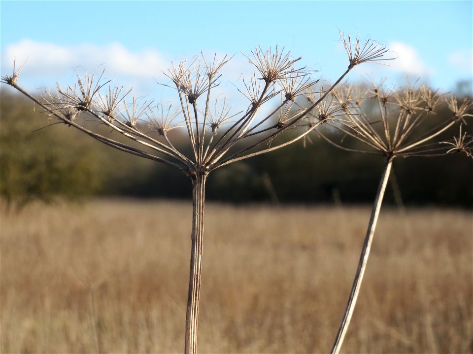 Wiesen-Bärenklau (Heracleum sphondylium) im Naturschutzgebiet "St. Arnualer Wiesen"