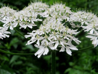 Wiesen-Bärenklau (Heracleum sphondylium) an der Saaraue Güdingen