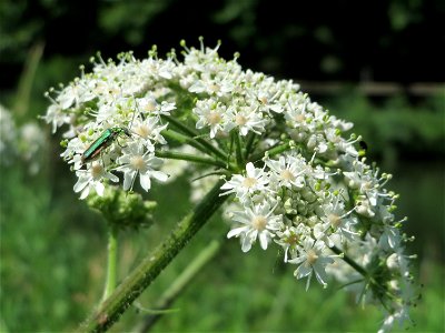 Wiesen-Bärenklau (Heracleum sphondylium) am Staden in Saarbrücken