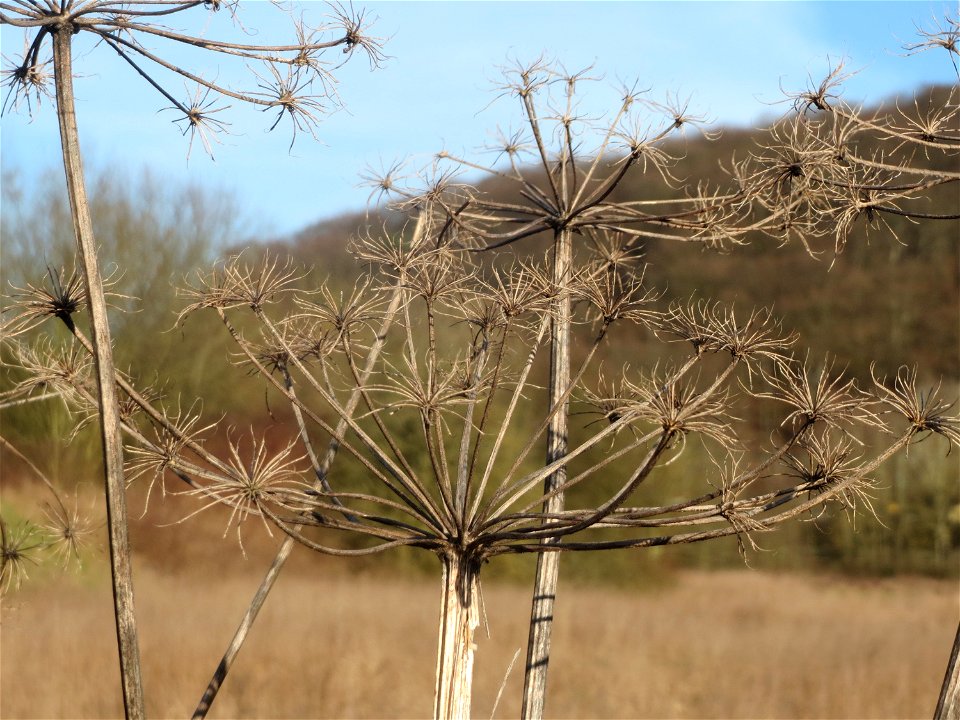 Wiesen-Bärenklau (Heracleum sphondylium) im Naturschutzgebiet "St. Arnualer Wiesen"