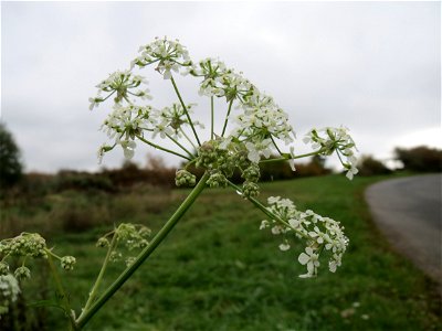 Wiesen-Bärenklau (Heracleum sphondylium) bei Schalkenmehren