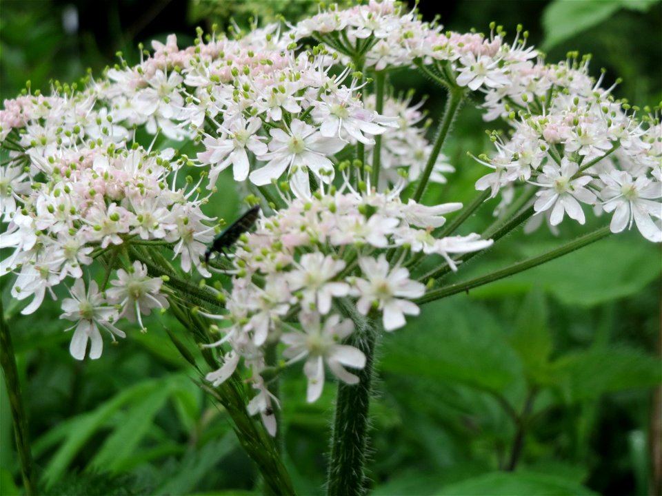 Wiesen-Bärenklau (Heracleum sphondylium) an der Saaraue Güdingen