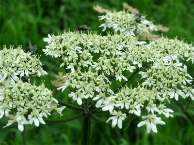 Wiesen-Bärenklau (Heracleum sphondylium) am Staden in Saarbrücken
