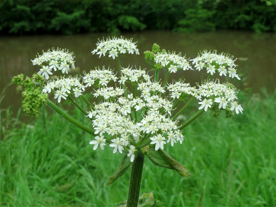 Wiesen-Bärenklau (Heracleum sphondylium) an der Saaraue Güdingen