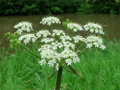 Wiesen-Bärenklau (Heracleum sphondylium) an der Saaraue Güdingen