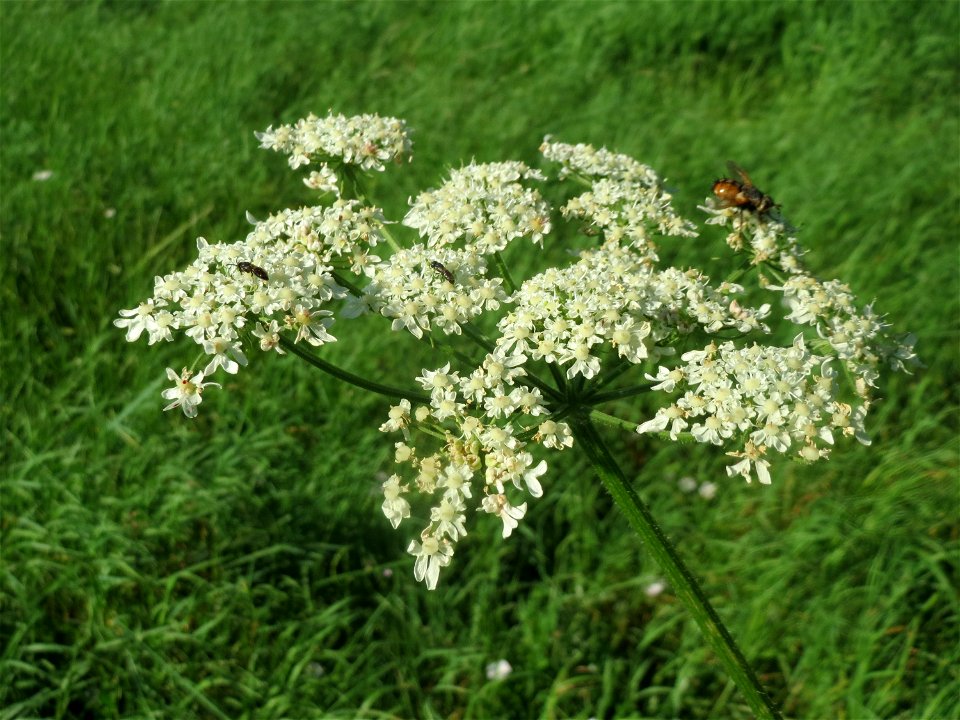 Wiesen-Bärenklau (Heracleum sphondylium) bei Reilingen