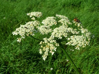 Wiesen-Bärenklau (Heracleum sphondylium) bei Reilingen