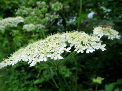 Wiesen-Bärenklau (Heracleum sphondylium) am Staden in Saarbrücken