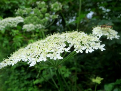 Wiesen-Bärenklau (Heracleum sphondylium) am Staden in Saarbrücken photo