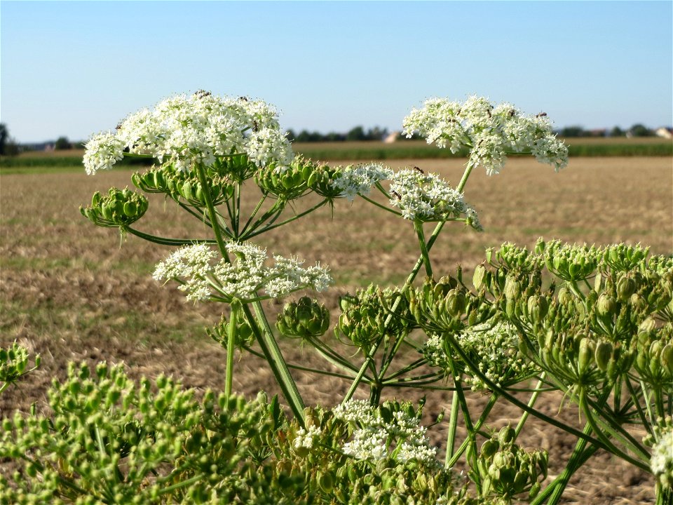 Wiesen-Bärenklau (Heracleum sphondylium) bei Reilingen