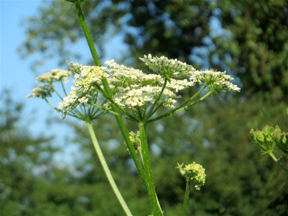 Wiesen-Bärenklau (Heracleum sphondylium) bei Reilingen