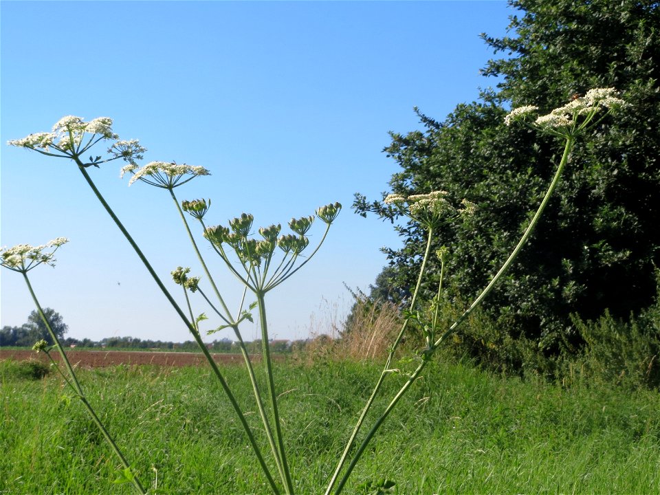 Wiesen-Bärenklau (Heracleum sphondylium) bei Reilingen