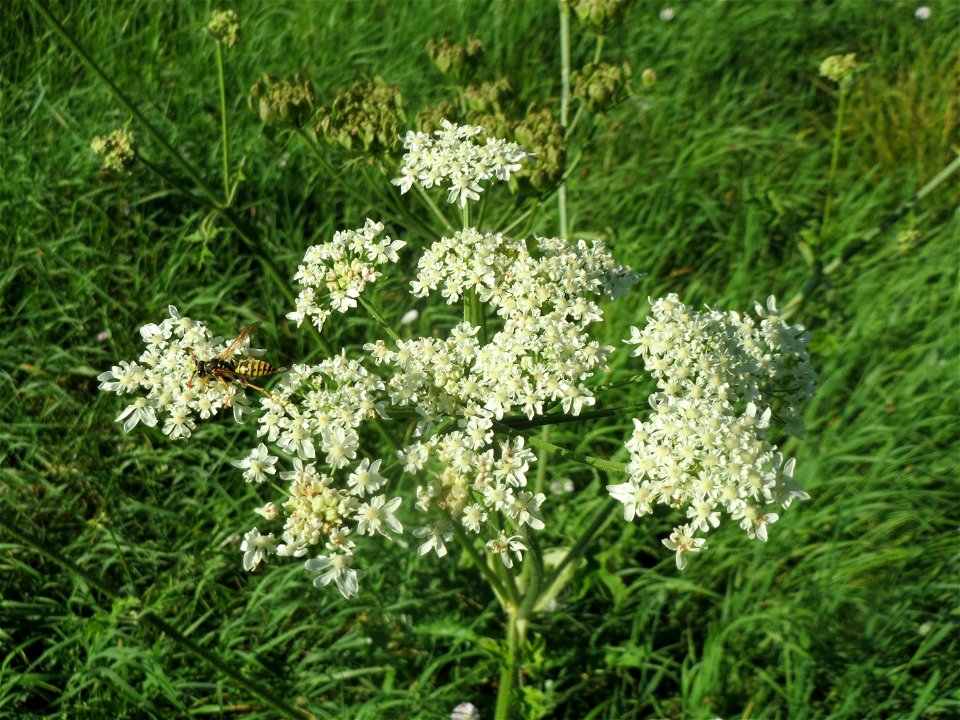Wiesen-Bärenklau (Heracleum sphondylium) bei Reilingen
