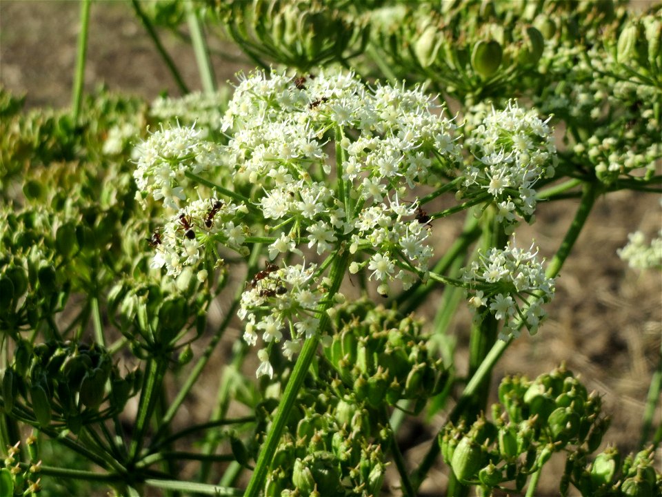 Wiesen-Bärenklau (Heracleum sphondylium) bei Reilingen