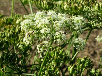 Wiesen-Bärenklau (Heracleum sphondylium) bei Reilingen