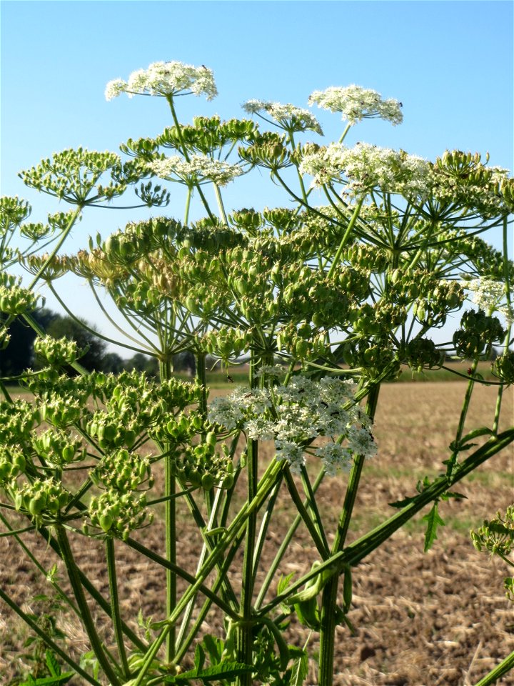 Wiesen-Bärenklau (Heracleum sphondylium) bei Reilingen