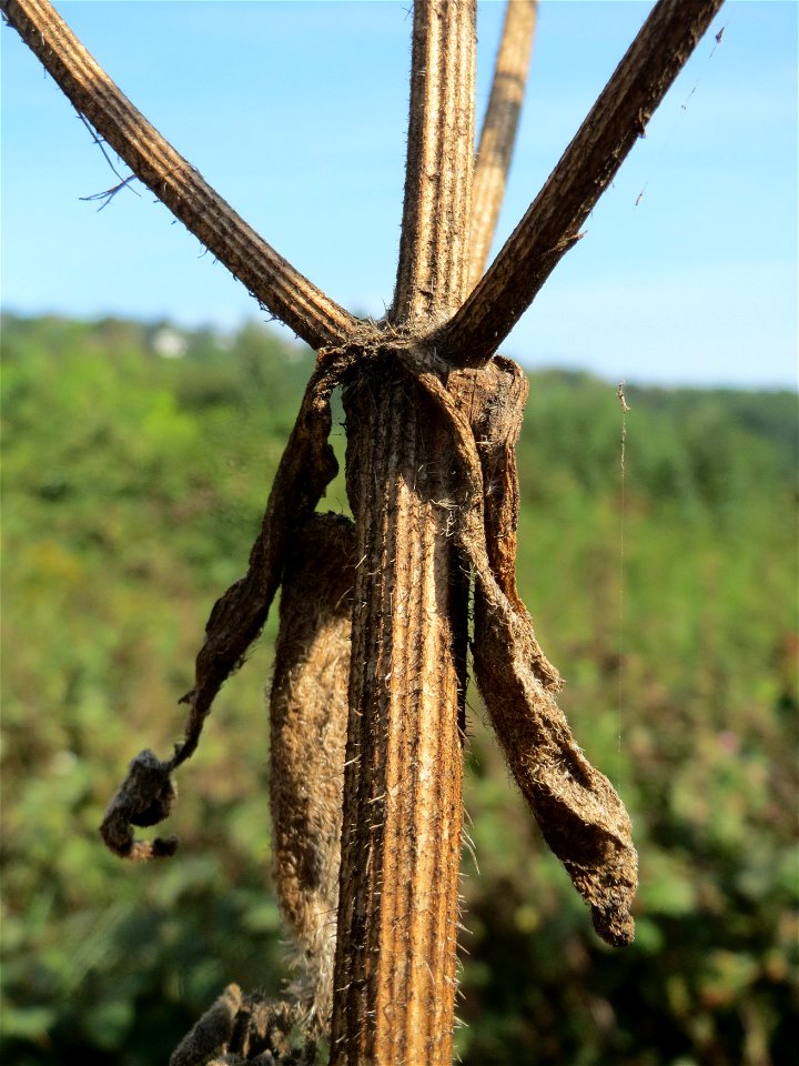 Wiesen-Bärenklau (Heracleum sphondylium) im Landschaftsschutzgebiet „Tabakmühlental - Oberster Weiher“ in Sankt Arnual