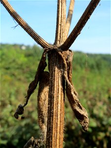 Wiesen-Bärenklau (Heracleum sphondylium) im Landschaftsschutzgebiet „Tabakmühlental - Oberster Weiher“ in Sankt Arnual
