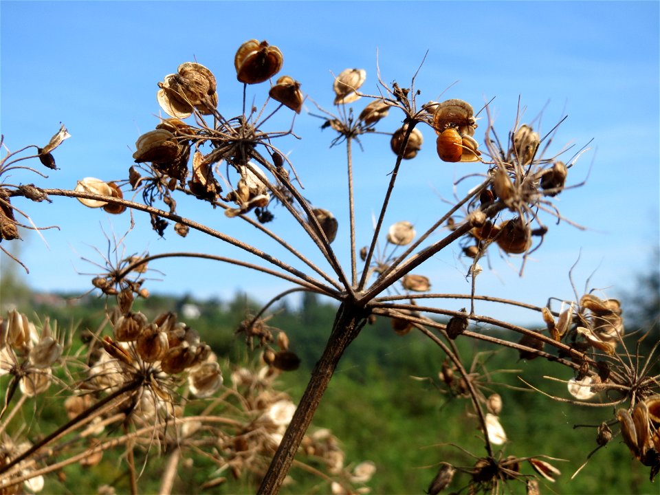 Wiesen-Bärenklau (Heracleum sphondylium) im Landschaftsschutzgebiet „Tabakmühlental - Oberster Weiher“ in Sankt Arnual