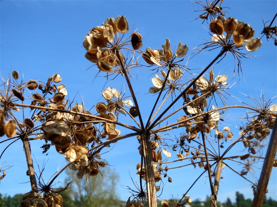 Wiesen-Bärenklau (Heracleum sphondylium) im Landschaftsschutzgebiet „Tabakmühlental - Oberster Weiher“ in Sankt Arnual