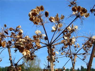 Wiesen-Bärenklau (Heracleum sphondylium) im Landschaftsschutzgebiet „Tabakmühlental - Oberster Weiher“ in Sankt Arnual photo