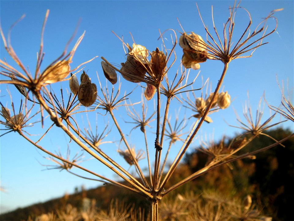 Wiesen-Bärenklau (Heracleum sphondylium) in den Horststückern im Hockenheimer Rheinbogen