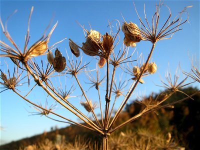 Wiesen-Bärenklau (Heracleum sphondylium) in den Horststückern im Hockenheimer Rheinbogen