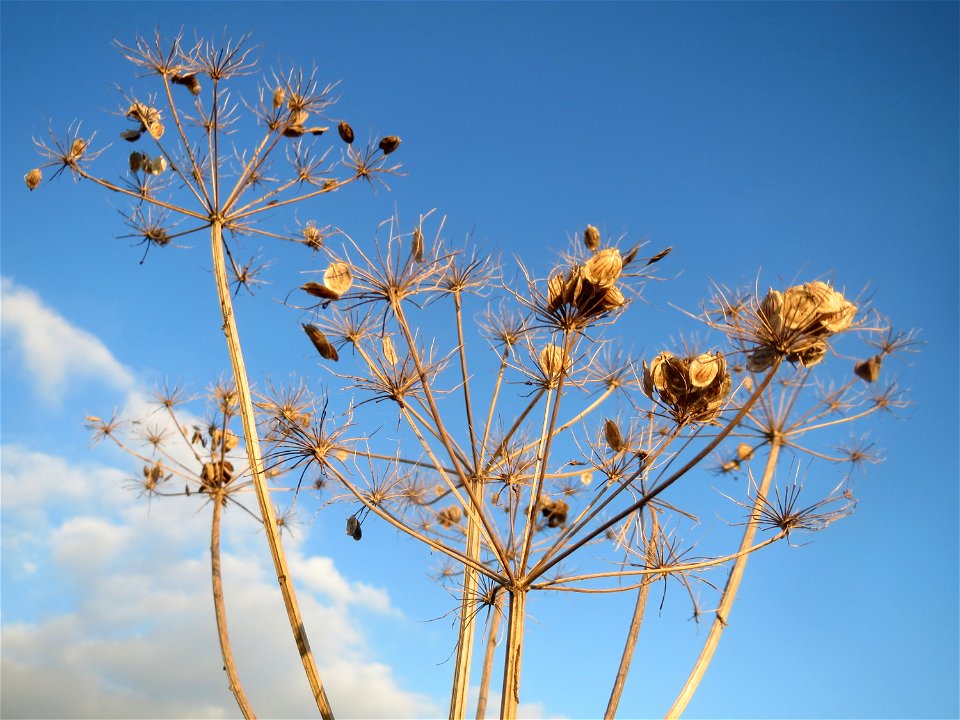 Wiesen-Bärenklau (Heracleum sphondylium) in den Horststückern im Hockenheimer Rheinbogen