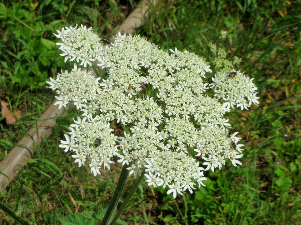 Wiesen-Bärenklau (Heracleum sphondylium) an der Saar in Saarbrücken