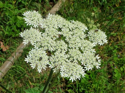 Wiesen-Bärenklau (Heracleum sphondylium) an der Saar in Saarbrücken