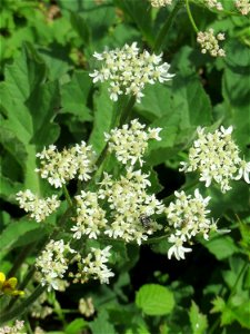 Wiesen-Bärenklau (Heracleum sphondylium) an der Saar in Saarbrücken