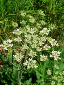 Wiesen-Bärenklau (Heracleum sphondylium) an der Saar in Saarbrücken